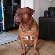 Dogue de bordeaux Freja - Død marts 2012.