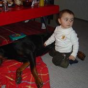 Dobermann ROCKY