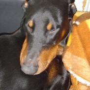 Dobermann ROCKY