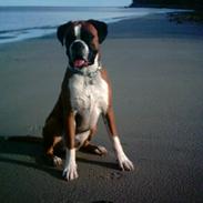 Boxer Tyson