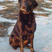 Labrador retriever Freya