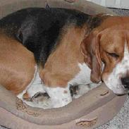 Beagle Obelix