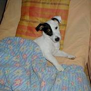 Jack russell terrier Theills Tikki