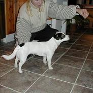 Jack russell terrier Theills Tikki