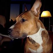 Amerikansk staffordshire terrier Golden Mr. Leroy  *død*