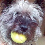 Cairn terrier Sisse