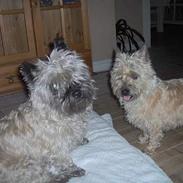 Cairn terrier Sisse