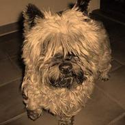 Cairn terrier Sisse