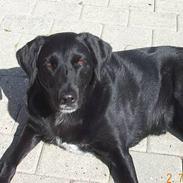 Labrador retriever Blacki - RIP smukke