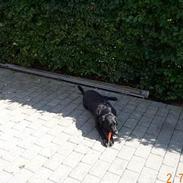 Labrador retriever Blacki - RIP smukke