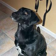 Labrador retriever Blacki - RIP smukke