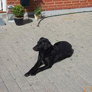 Labrador retriever Blacki - RIP smukke