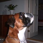 Boxer Tyson