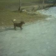 Labrador retriever Beauty