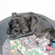 Staffordshire bull terrier Max