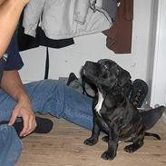 Staffordshire bull terrier Max