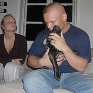 Staffordshire bull terrier Max