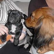 Staffordshire bull terrier Max