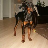 Dobermann Anton