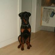 Dobermann Anton