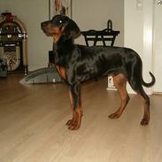 Dobermann Anton