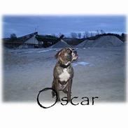 Blanding af racer Oscar  R.I.P.