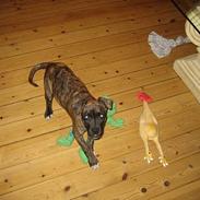 Amerikansk staffordshire terrier Tara