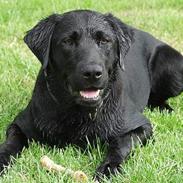 Labrador retriever Molly ***Solgt***