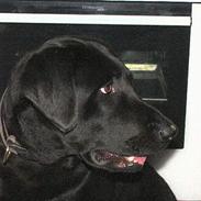 Labrador retriever Molly ***Solgt***