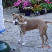 Amerikansk staffordshire terrier Bufas