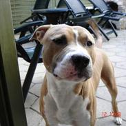 Amerikansk staffordshire terrier Bufas