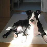 Amerikansk staffordshire terrier Teus