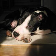 Amerikansk staffordshire terrier Teus