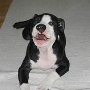 Amerikansk staffordshire terrier Teus