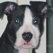 Amerikansk staffordshire terrier Teus