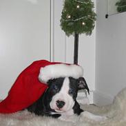 Amerikansk staffordshire terrier Teus