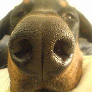 Dobermann **Kenzo** (Omplaceret)