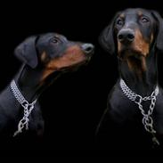 Dobermann **Kenzo** (Omplaceret)