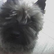 Cairn terrier Sisse