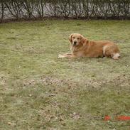 Golden retriever Simba