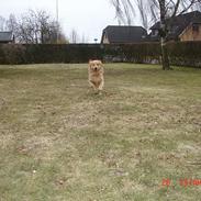 Golden retriever Simba