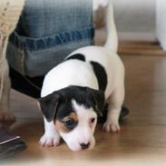 Jack russell terrier Kitt