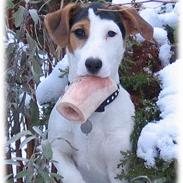 Jack russell terrier Kitt