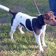 Jack russell terrier Kitt