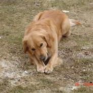 Golden retriever Simba