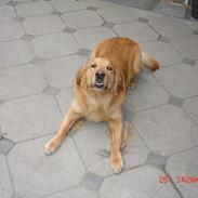 Golden retriever Simba