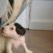 Jack russell terrier Kitt