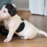 Jack russell terrier Kitt