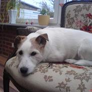 Jack russell terrier Remo † R.I.P