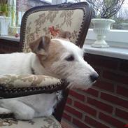 Jack russell terrier Remo † R.I.P